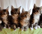 7 Maine Coon kittens