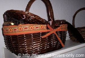 Teddie Cat in picnic basket