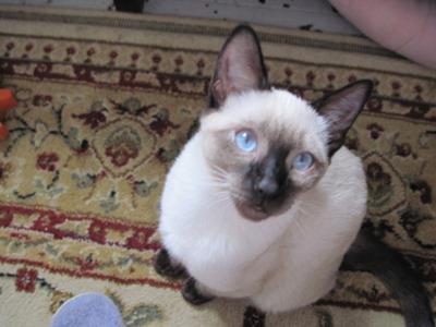 One of my Siamese