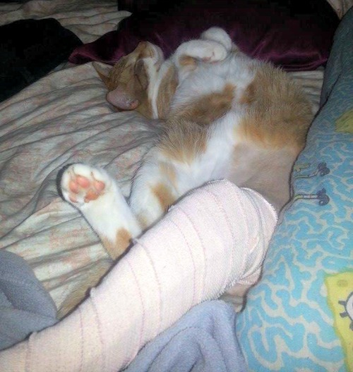 Alex the cat with his cast on his leg stretching out