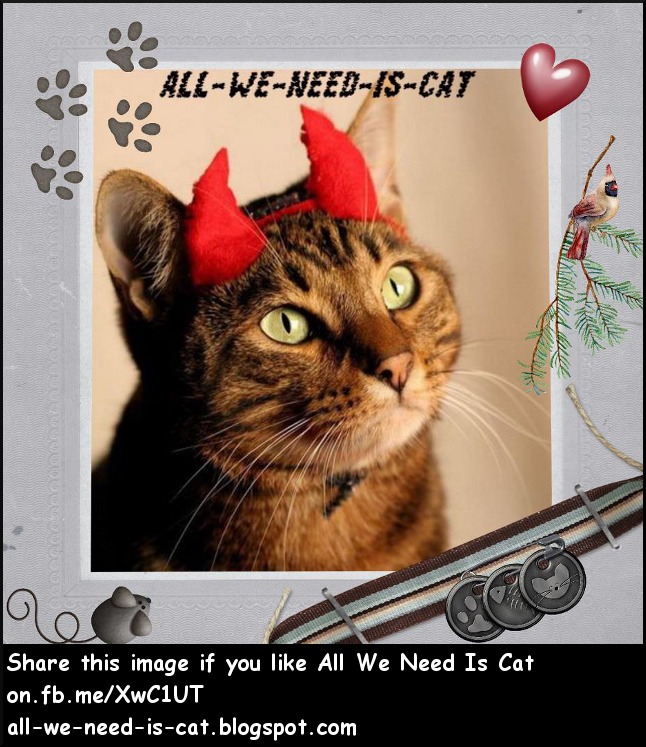 All We Need Is Cat