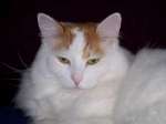 Amelia the Turkish Van