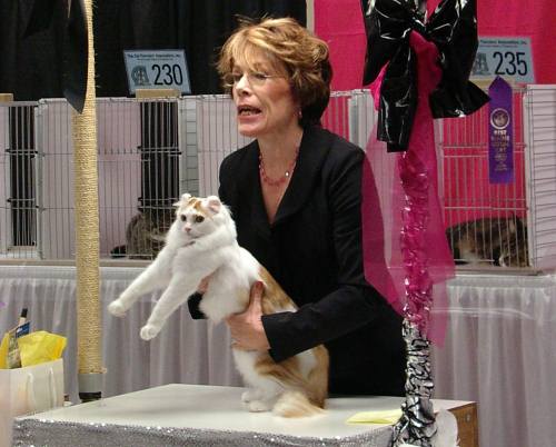 American Curl being judged at cat show