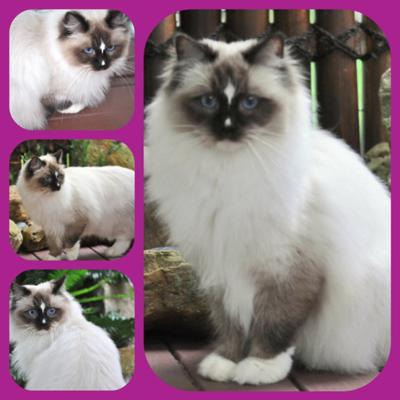 Angel eyes ragdolls 2025
