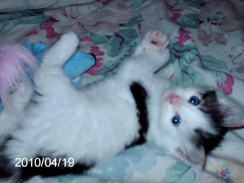 Possum, Turkish Van kitten