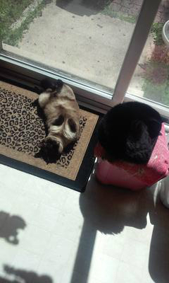 Bear & Lola 🌞 sunning by the sliding doors☺