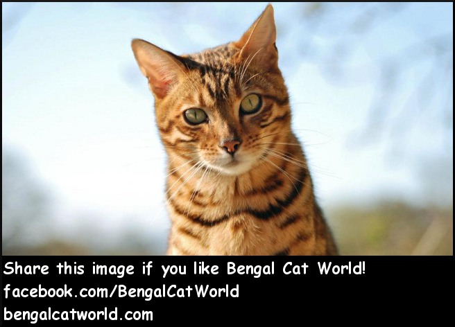 Bengal Cat World