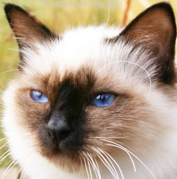 Seal Point Birman cat face