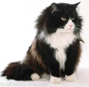 Black and white Norwegian Forest cat