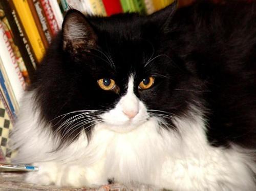 Black and white Norwegian Forest Cat Vampirella