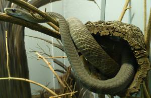 Black mamba snake at St. Louis Zoo