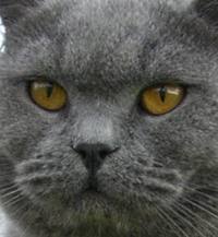 Blue British Shorthair face