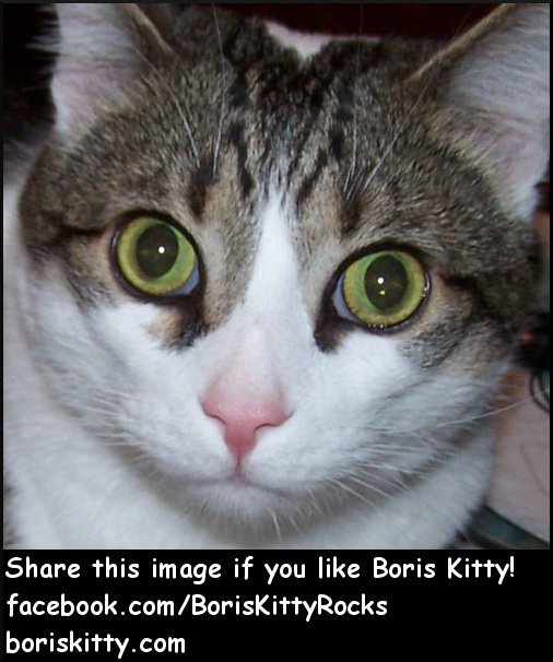Boris Kitty