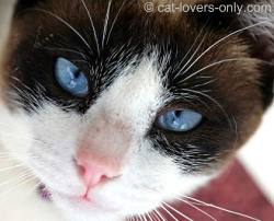 Brown and white bicolor cat face