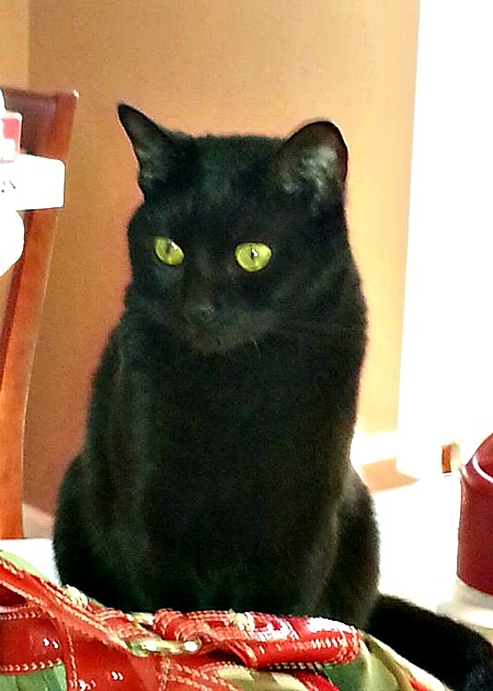 Caesar the black cat