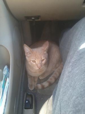 Went for a ride in the car...away from the windows. :)