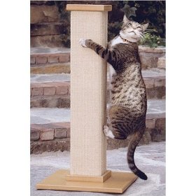 Cat on scratching post