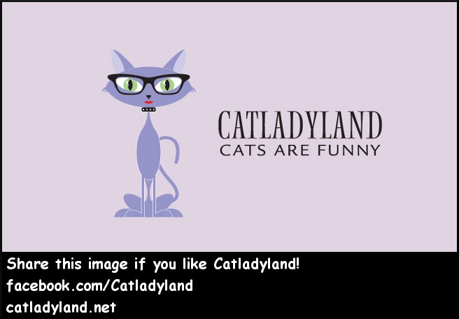 Catladyland