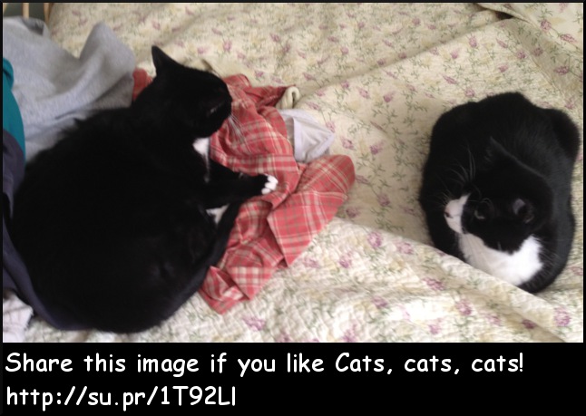 Stella and Baby of Cats, cats cats