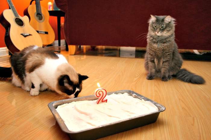 Cats celebrate birthday with a cake