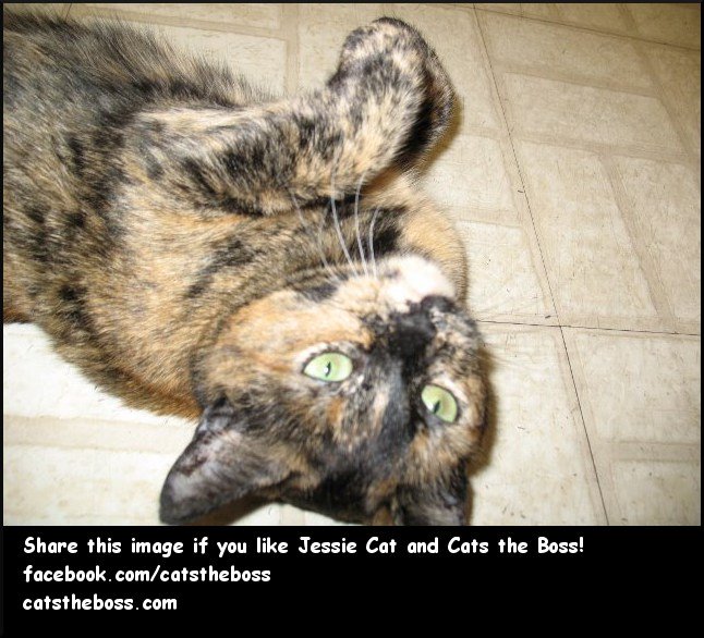 Cats the Boss