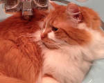 Cats who hang out in the sink
