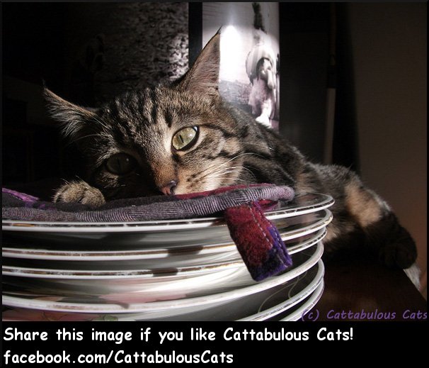 Cattabulous Cats