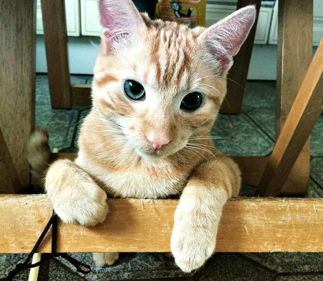 Charlie the orange tabby