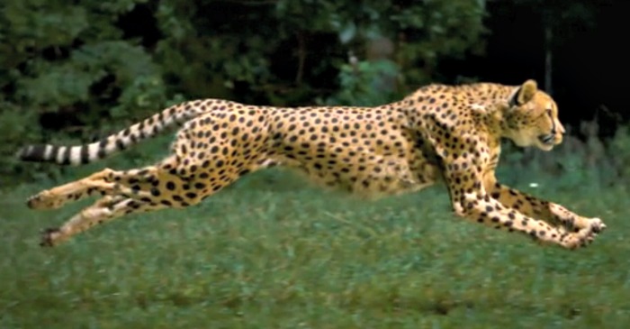 Cheetah running outstretched