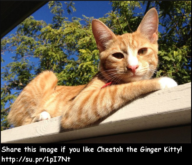 Cheetoh the Ginger Kitty