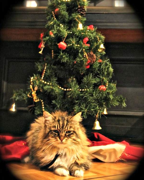 Cleopatra the Norwegian Forest Cat and the Christmas tree