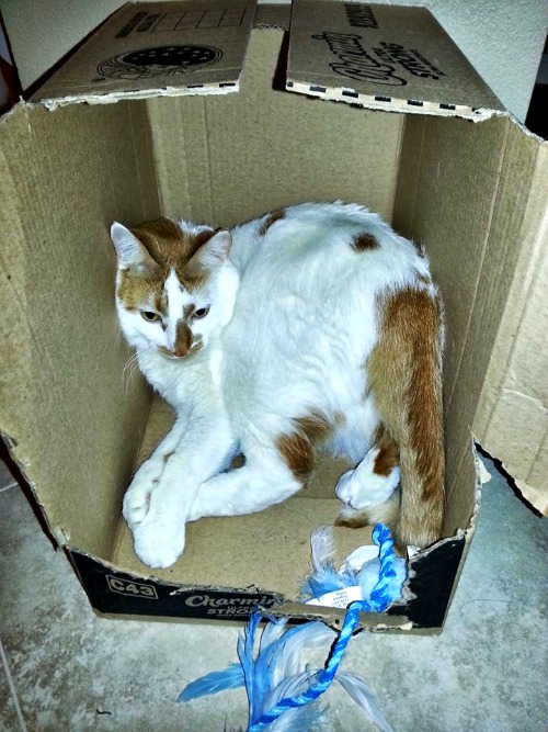 Clipper in a box