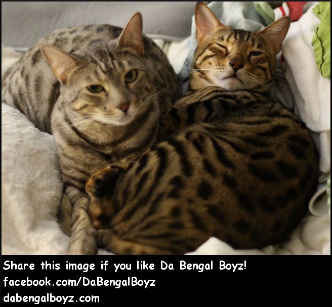 Da Bengal Boyz