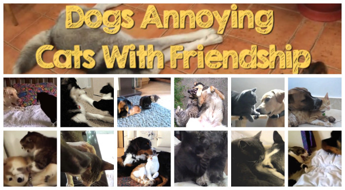 Dogs annoying cats with friendship