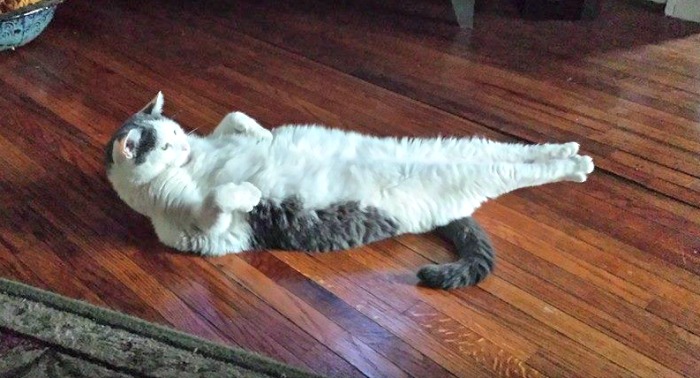 Grey and white kitty exercising