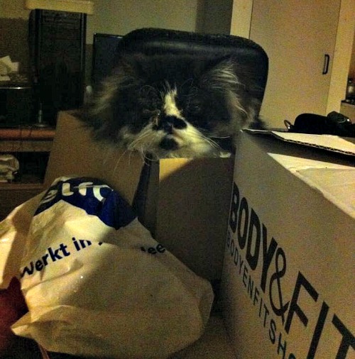 Exotic kitten in a box