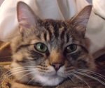 Featured Kitties April thumbnail