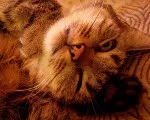 Featured Kitties August, 2014