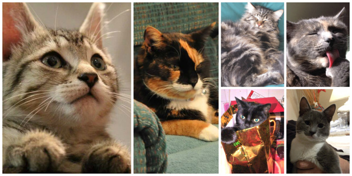 Featured Kitties