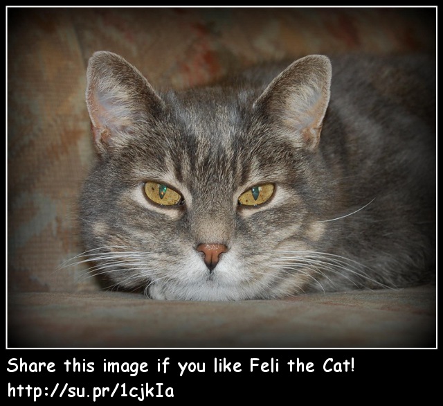 Feli the Cat