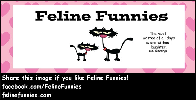 Feline Funnies