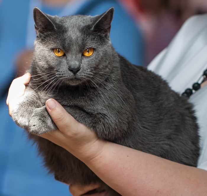 Female Chartreux cat