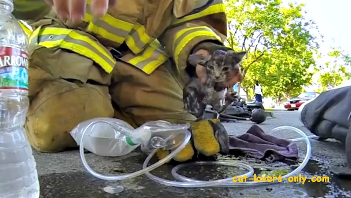 fireman saves kitten