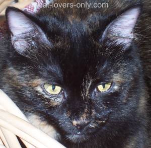 Cat Names The Most Popular Kitty Names In The Us