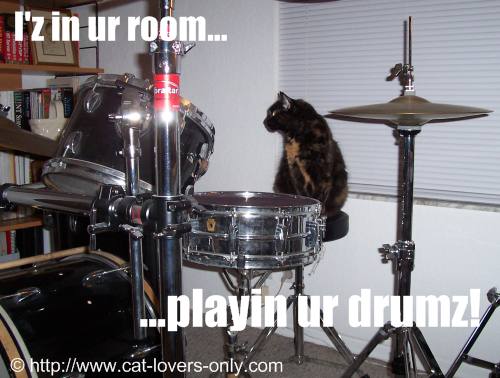 Frankie cat plays drums.