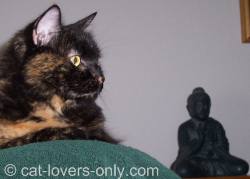 Frankie cat with Buddha statue