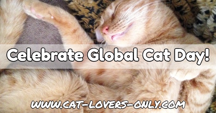 Jazzy the cat celebrates Global Cat Day with a nap