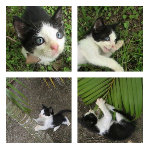 Gorbeye Man, an orphaned black and white kitten