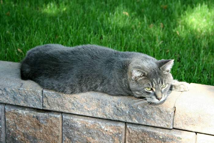 Gray tabby Manx cat