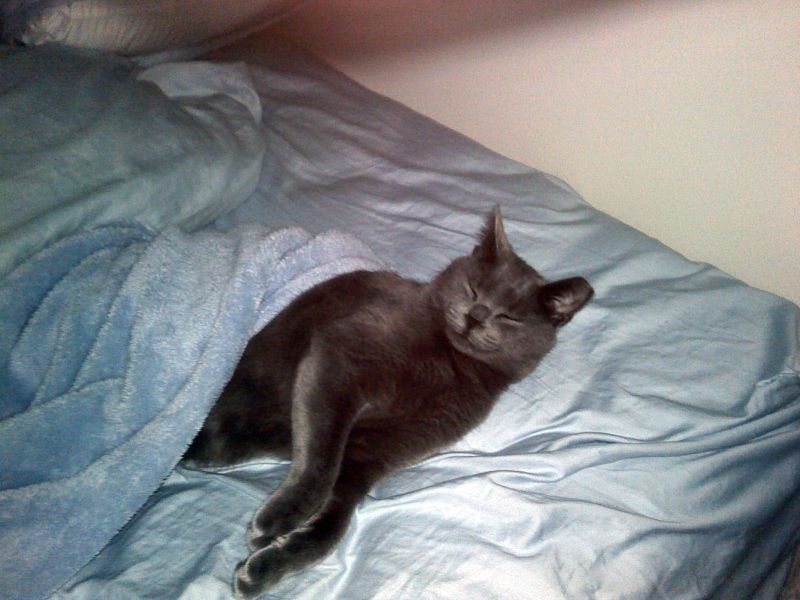Halo the Russian Blue relaxing in bed